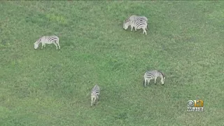 Owner Of Escaped Zebras On The Loose In Prince George's County Charged With Three Counts Of Animal C