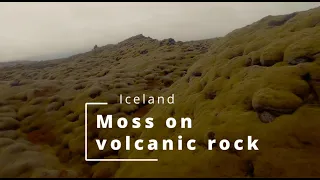 Island Moos