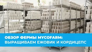 Обзор Новой Грибной Фермы MycoFarm: Ежовик (Ежевик) Гребенчатый и Кордицепс