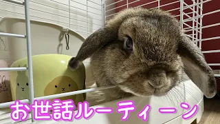 【抜粋版】うさぎのお世話ルーティーン