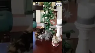 котики против ёлки cat vs christmas tree #shorts   полная победа  complete victory