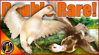 ALBINO & PIEBALD Green-Winged Teal on a Gator Hunt! | theHunter Call of the Wild