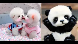 😍ミニポメラニアン 面白くてかわいいポメラニアンビデオ  😍 Mini Pomeranian   Funny and Cute Pomeranian Videos