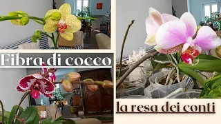 Giudizio Finale per la fibra di cocco