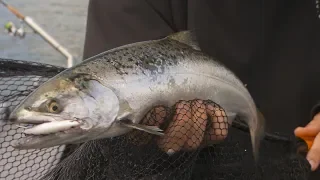 IFISH How to catch Chinook Salmon in Victoria!