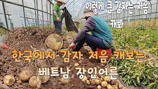 한국에서 감자 처음 캐 보는 베트남 장인어른