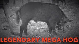 Hunting for Mega Hog WILD BOAR