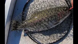 Trouts fishing at Contra Loma, 2 days 1 fish released for next time.