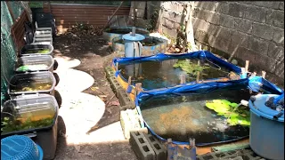 Mini FISH FARM update Aug 2023