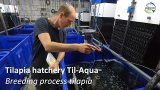 Tilapia hatchery Til-Aqua - Breeding process tilapia explained