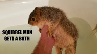 My Pet Squirrel Takes A Bath - SQUIRRELS - Cute Animals - PETS - Zoo At Home -