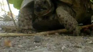 Tortoise (Frisky)