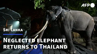 Neglected elephant returns home to Thailand after alleged abuse in Sri Lanka | AFP