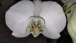 Домашнее цветение белой орхидеи Синголо (Singolo)