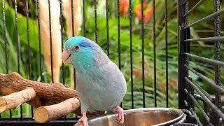 Parrot TV 📺 Bird Nature Sounds 🌺🌴 Parrotlet Forpus Papağanı Sesi