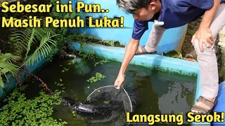 BIKIN PANIK! INI KONDISI TOMAN GANAS SETELAH MASUK DI KOLAM IKAN MONSTER