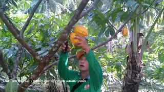 Philippines Cacao Harvest: Peak Season Starts in November!