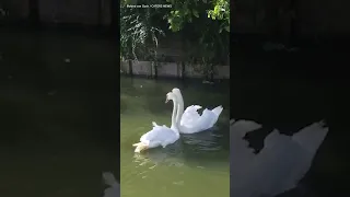 Two loving swans are reunited and their joy is absolutely infectious ❤️