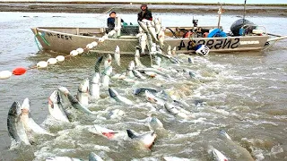 Amazing Gill Net Fishing Line Catch Hundreds Tons of Fish - Amazing Big Catching on The Sea