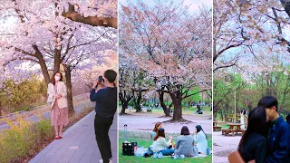 4K SEOUL WALK - Seoul's beautiful cherry blossoms and spring in 2021 / Come Seoul next spring!