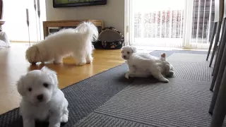 Bomuldshund, coton, coton de tulear