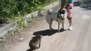 Кот напал на собаку