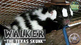 This Elusive Spotted Skunk Has Quite The Story!