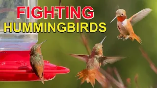 Why Do HUMMINGBIRDS FIGHT Over Feeders?