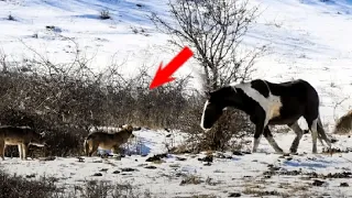 Pregnant Horse Approached Six Wild Wolves and Did Something That Terrified the Photographer!