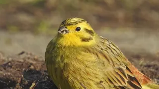 Обыкновенная овсянка  ( Emberiza citrinella) -  УЗНАЕМ ПТИЦ ПО ГОЛОСАМ