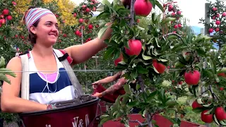История сорта яблок Амброзия (Канада)