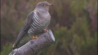 An Chuaichin Mhaiseach ( The Bonny Cuckoo )