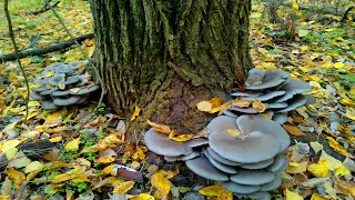 Сбор грибов - гриб вешенка
