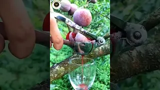 Surah Rehman With Amazing Fruits video❣️#Islamicwhatsappstatus#shortsvideo#viral