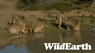 WildEarth - Sunrise Safari -  24 August 2023