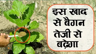 अगर बैगन का पौधा नहीं बढ़ रहा है तो जल्दी से इस खाद का प्रयोग करें | How To Brinjal Plant Grow