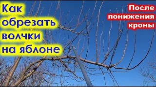 КАК правильно ОБРЕЗАТЬ ВОЛЧКИ на ЯБЛОНЕ.