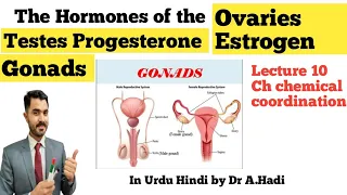 Hormones of Testes and Ovaries || Estrogen and Testosterone Lec 10 Gonads