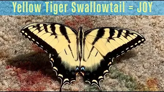 Yellow Tiger Swallowtail Spiritual Meaning = JOY