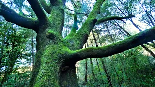 Marin County - Devil's Gulch Hike