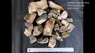 Let's Talk about Petrified Wood!