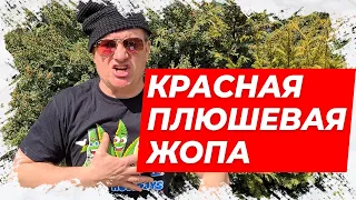 ⚡Анекдот про красную плюшевую жопу! Смешной анекдот! Пошлый анекдот!⚡