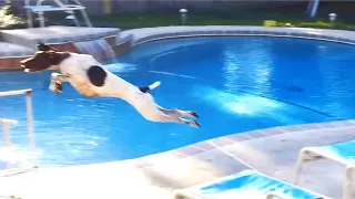 Funny Dogs Jumping Compilation