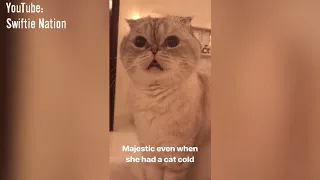 Taylor Swift's cats - Funny Moments // Instagram Stories