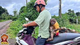 Monkey YoYo Jr reaction when grandpa takes baby monkey to doctor