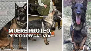 ¡Hasta Siempre! Muere en Turquía "Proteo", perrito rescatista mexicano