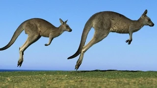 The Kangaroo Had To Have Hopped Into Existence | Today's Creation Moment