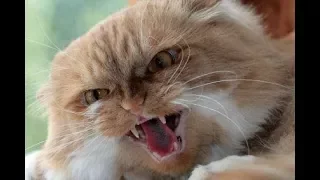 Cat attacking people Compilation