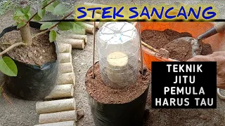 Tips Dan Trik Membuat Bonsai Sancang Dari Stek | Premna Microphylla