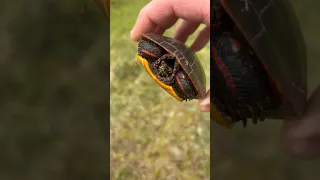 Saving A Painted Turtle #turtle #wildlife #turtlerescue #newhampshire